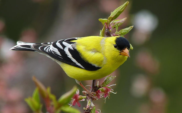 American Goldfinch, American goldfinch, Animals, Birds, animal, yellow, HD wallpaper