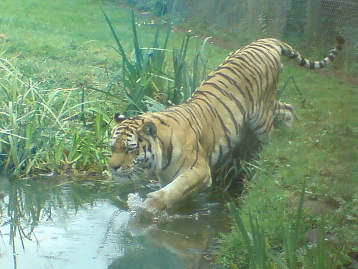 Tiger Entering Water, tiger, tiger in water, animal, animals, HD wallpaper