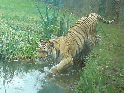 Tiger Entering Water, tiger, tiger in water, animal, animals, HD wallpaper HD wallpaper