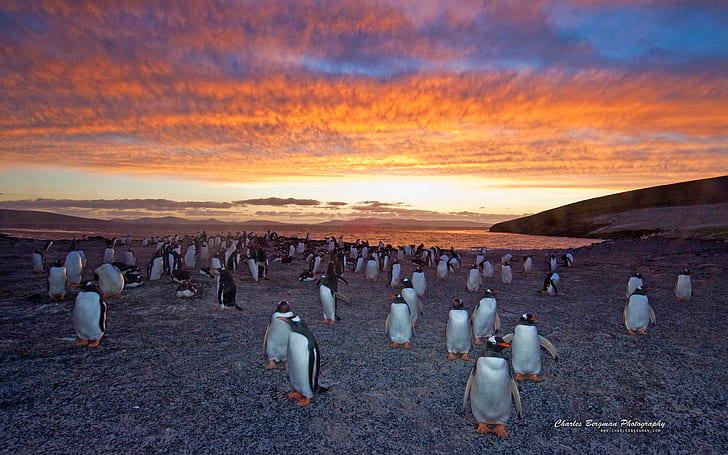 Gentoo Penguin Colony, пингвин, генту, колония, HD обои