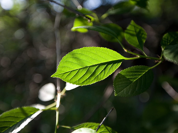 green leafed plant, leaves, branch, plants, macro, HD wallpaper