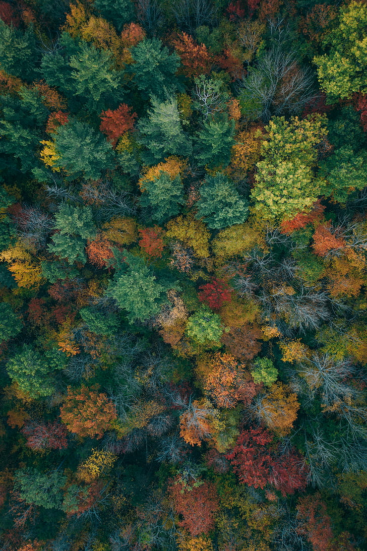 trees, aerial view, autumn, autumn colors, forest, colorful, HD wallpaper