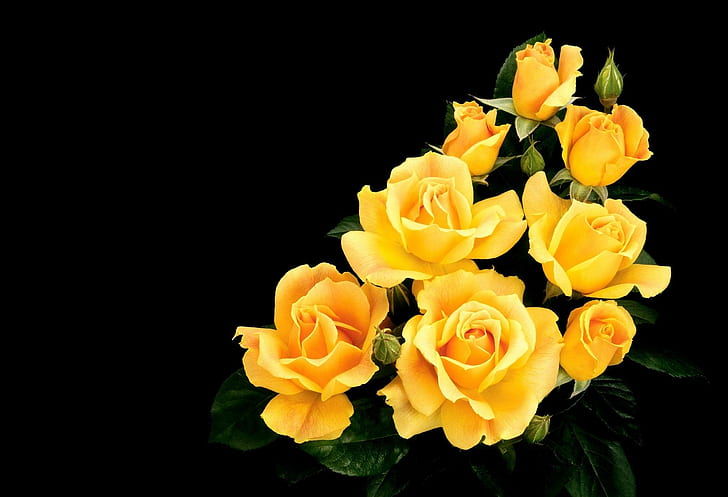 Roses For Monica(octoberapril69), roses, yellow, yellow rose, flower, yellow roses, rose, flowers, 3d and abstract, HD wallpaper