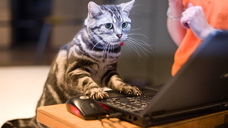 gatos animais laptops 1366x768 Animais Gatos HD Art, animais, gatos, HD papel de parede