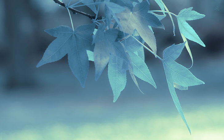 albero a foglie verdi, messa a fuoco selettiva fotografia di foglie di acero, profondità di campo, foglie, natura, macro, piante, blu, ramo, Sfondo HD
