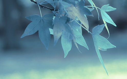 ต้นไม้ใบสีเขียว, การถ่ายภาพเฉพาะจุดของใบเมเปิ้ล, ระยะชัดลึก, ใบไม้, ธรรมชาติ, มาโคร, พืช, สีน้ำเงิน, สาขา, วอลล์เปเปอร์ HD HD wallpaper
