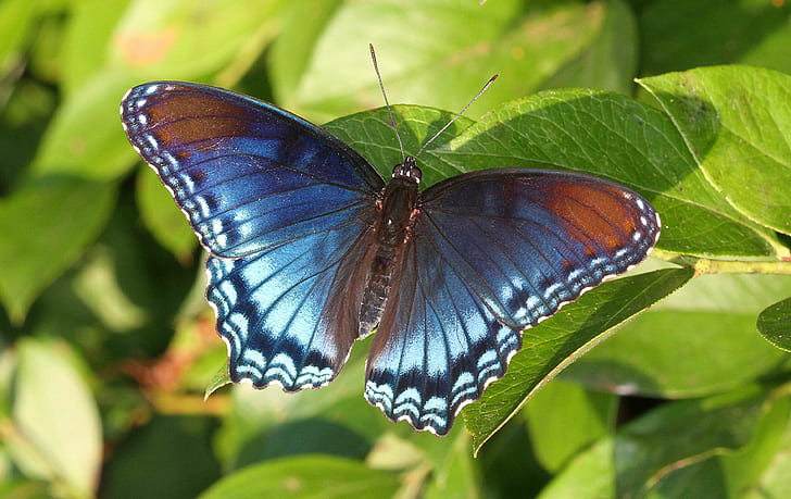 синя и кафява пеперуда върху зелени листа, петниста, петниста, червено петнисто лилаво, лилаво синьо, кафяво, пеперуда, зелено листо, Северна Каролина, Ричмънд Кунти, Limenitis arthemis astyanax, цвят червена, червена пеперуда, честота, вълни, Limenitis arthemis, тънка филмова намеса, син оранжев, имитиращ, хвостовик, насекомо, пеперуда - насекомо, природа, животно, животинско крило, красота в природата, многоцветни, диви животни, в близък план, HD тапет