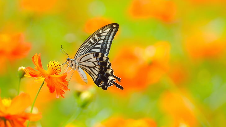 black and white butterfly hd, HD wallpaper