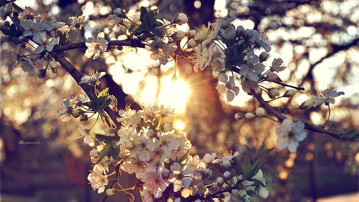 бяло цъфтящо дърво, клон, цветя, пролет, HD тапет