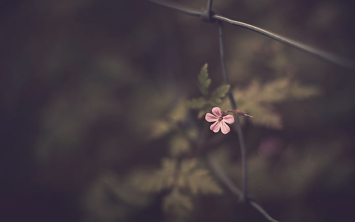 pink Malva flower, pink petaled flower dalam fotografi closeup, bunga, makro, alam, tanaman, Wallpaper HD