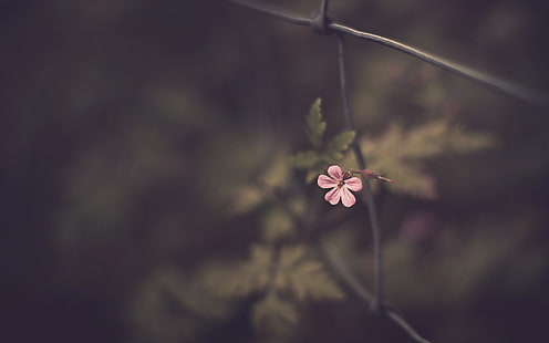 زهرة Malva الوردية ، زهرة البتلة الوردية في التصوير الفوتوغرافي المقربة ، الزهور ، الماكرو ، الطبيعة ، النباتات، خلفية HD HD wallpaper
