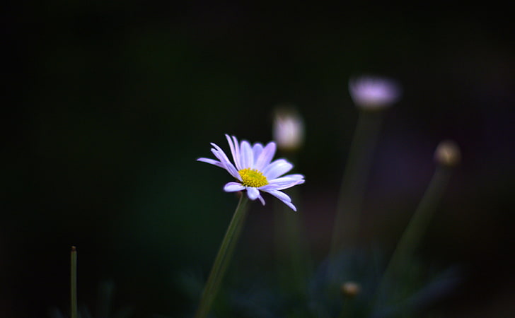 ดอกไม้ในเวลากลางคืน, ดอกแดนดิไลอันสีขาว, ธรรมชาติ, ดอกไม้, ดอกไม้, กลางคืน, วอลล์เปเปอร์ HD
