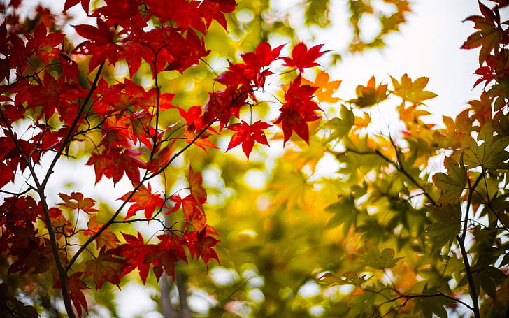Foglie di acero autunno, giallo, rosso, rami, sfocatura, foglie rosse e verdi, autunno, acero, foglie, giallo, rosso, rami, sfocatura, Sfondo HD