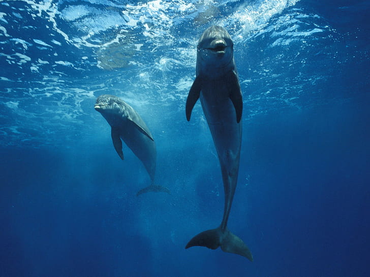 Animal, Dolphin, Fish, Sea, Seawater, Blue, Photography, animal, dolphin, fish, sea, seawater, blue, photography, HD wallpaper