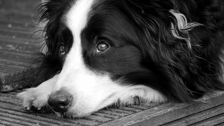 adult border collie, dog, view, vacation, HD wallpaper