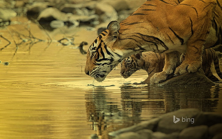 тигър, големи котки, бебета животни, вода, животни, Bing, HD тапет