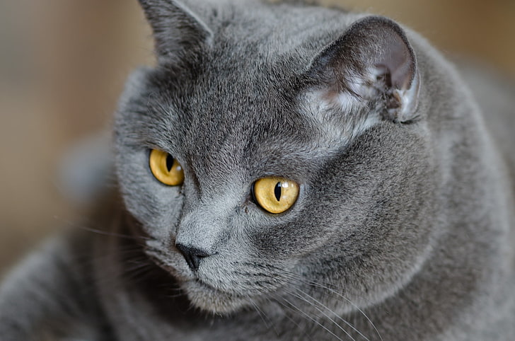 kısa kürklü gri kedi, kedi, yüz, yağ, briton, HD masaüstü duvar kağıdı