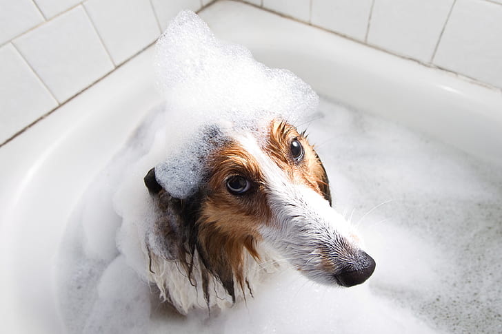 look, each, dog, bath, HD wallpaper