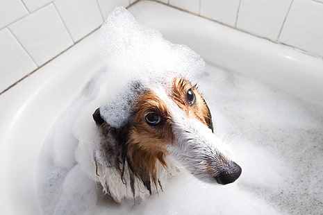  look, each, dog, bath, HD wallpaper HD wallpaper