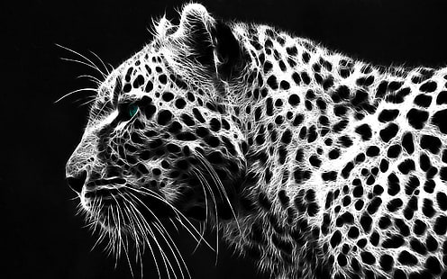 ブラックホワイトヒョウ、ヒョウ、白、黒、美しさ、動物、 HDデスクトップの壁紙 HD wallpaper