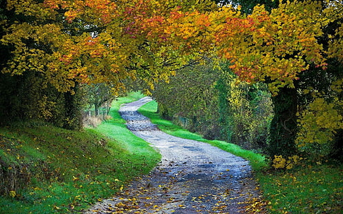 landschaft, beschaffenheit, weg, fall, wald, gras, laub, bäume, HD-Hintergrundbild HD wallpaper