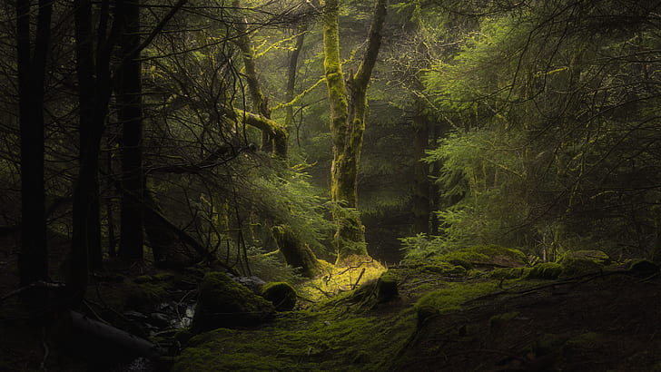 Natur, Bäume, Pflanzen, dunkel, Wald, Moos, tiefer Wald, HD-Hintergrundbild