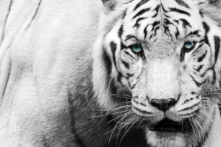النمر الأسود الأبيض ، النمر ، الحيوان ، الأسود والأبيض ، الصورة ، أفضل الصورة، خلفية HD