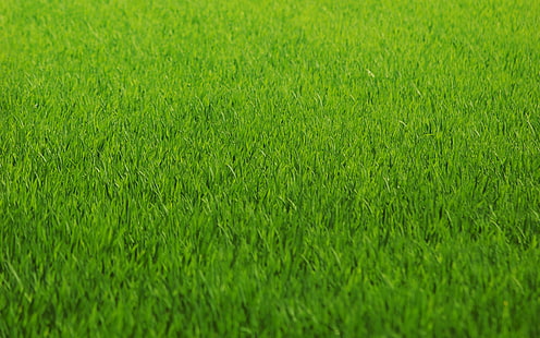 поле зеленой травы, зелень, трава, газон, грин, цвет, текстура, HD обои HD wallpaper