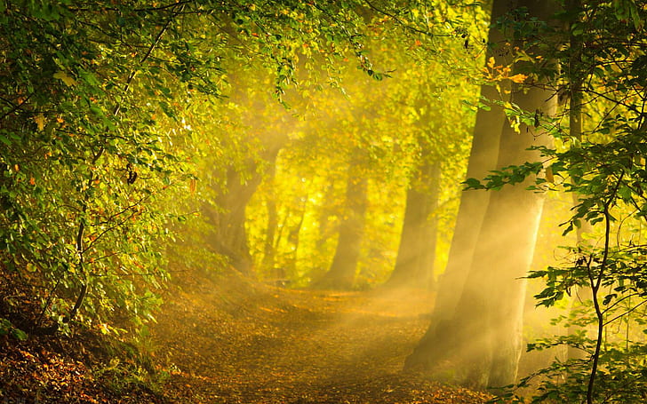 Сутрешно слънце в гората, зелена гора, природа, 1920x1200, дърво, гора, сутрин, слънце, HD тапет