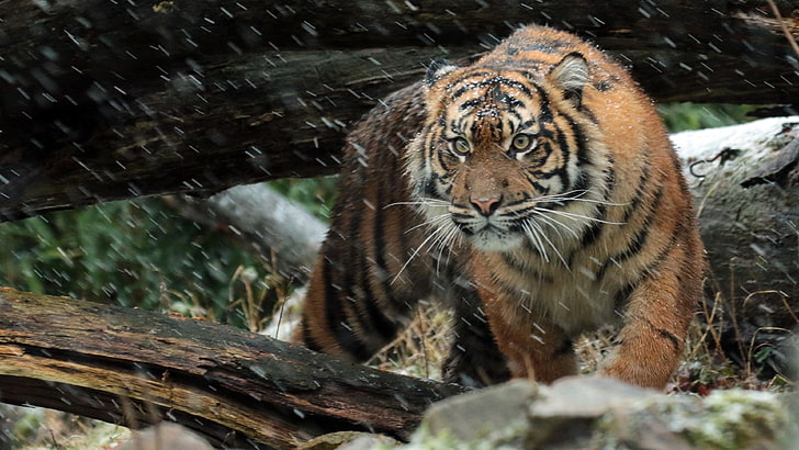 wild, sumatran, tiger, rain, nature, animal, HD wallpaper