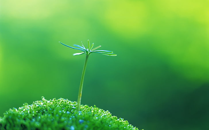 selective focus photographed of green plant, macro, grass, plants, green background, leaves, HD wallpaper