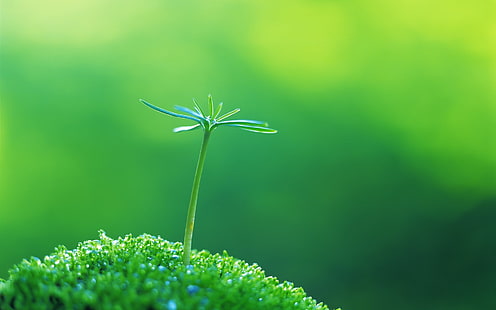 selective focus photographed of green plant, macro, grass, plants, green background, leaves, HD wallpaper HD wallpaper