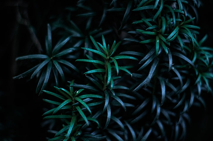 plantes à feuilles vertes, feuilles, branches, sombre, plante, Fond d'écran HD