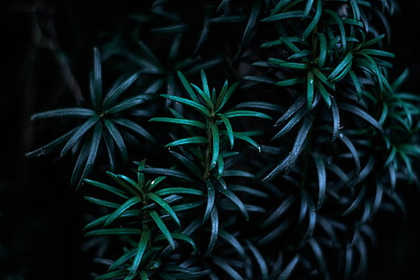 緑の葉の植物、葉、枝、暗い、植物、 HDデスクトップの壁紙 HD wallpaper