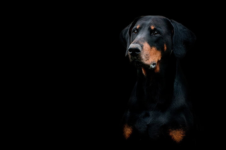 Dogs, Doberman Pinscher, Dog, Muzzle, HD wallpaper