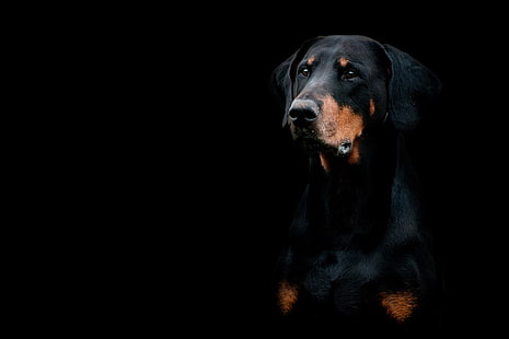 Hunde, Dobermann, Hund, Maulkorb, HD-Hintergrundbild HD wallpaper