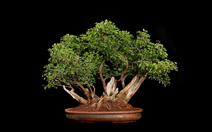 Pohon Bonsai Pohon HD Hitam, pohon bonsai daun hijau, alam, hitam, pohon, bonsai, Wallpaper HD