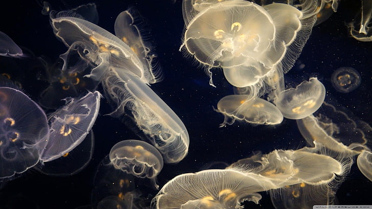 партида медузи, вода, море, Медуза, медузи, под вода, HD тапет