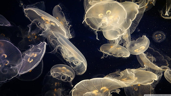 партида медузи, вода, море, Медуза, медузи, под вода, HD тапет HD wallpaper