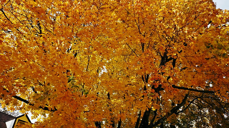 Autumn Golden Sunshine, scenic-autumn, golden-autumn, autumn-golden-sunshine, golden-sunshine, scenic-fall, HD wallpaper