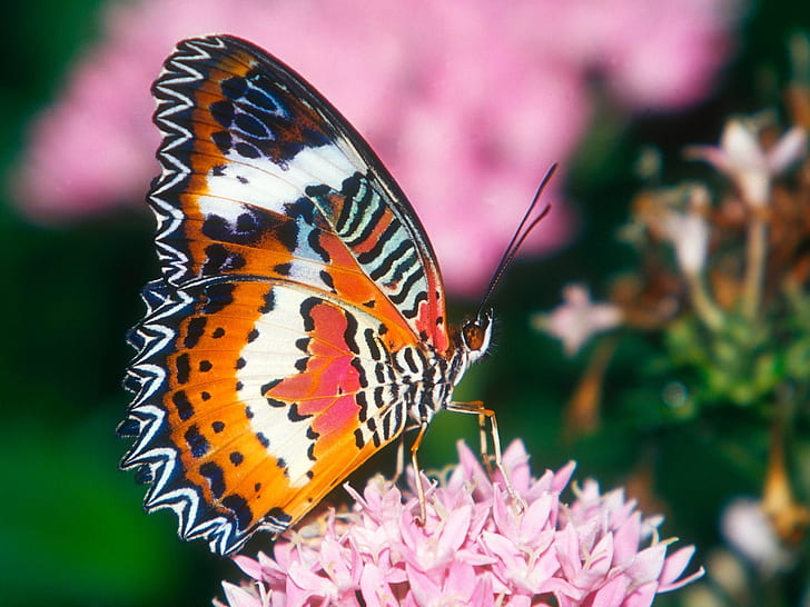 червена дантела пеперуда бъг насекомо лист HD, животни, пеперуда, лист, бъг, насекомо, HD тапет