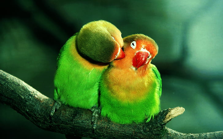 Влюбени папагали, животни, любов, HD тапет