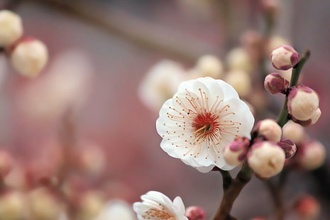 Fotografia makro białego kwiatu wiśni, do wykorzystania, tekstura, tło, fotografia makro, kwiat wiśni, kwiat, natura, wiosna, śliwka, roślina, zbliżenie, wiosna, kwiat Głowy, świeżość, różowy Kolor, płatek, kwiat, gałąź , drzewo, Tapety HD HD wallpaper