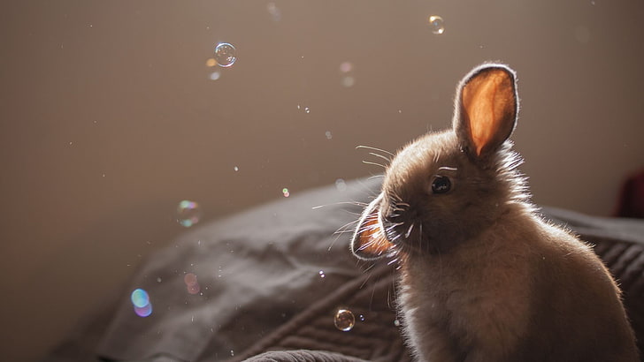 black and brown short-coated cat, rabbits, bubbles, animals, HD wallpaper