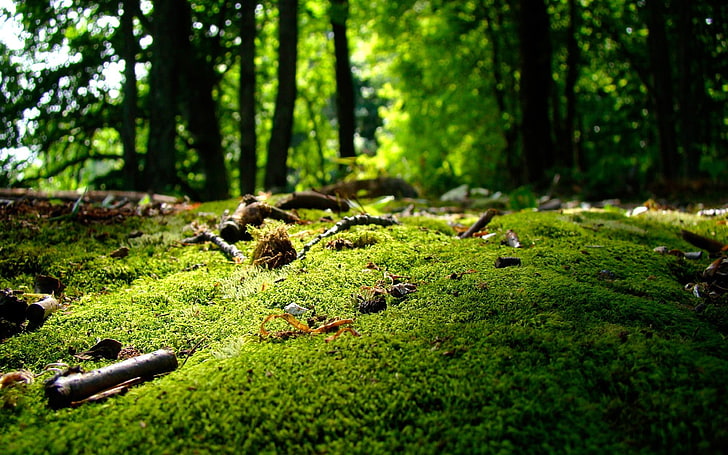 grünes Gras, Moos, Natur, Wald, Landschaft, HD-Hintergrundbild
