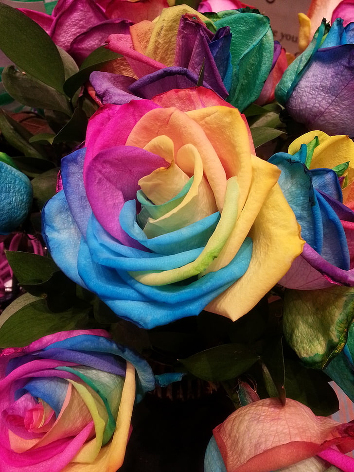 rose multicolori, rosa, arcobaleno, multicolore, Sfondo HD, sfondo telefono