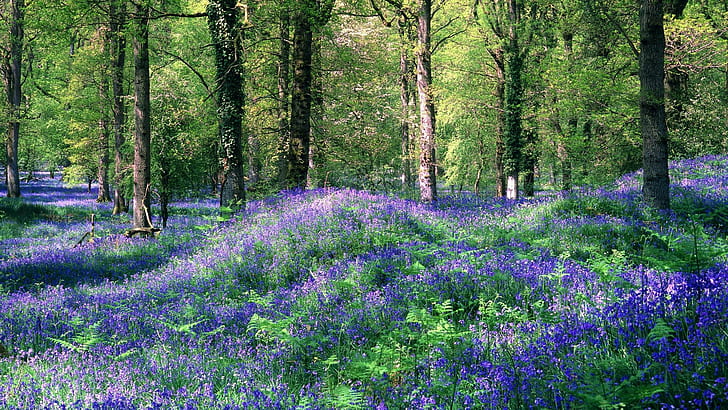 Alfombra florida en un bosque, bosque, púrpura, cubierta, flores, naturaleza y paisajes, Fondo de pantalla HD