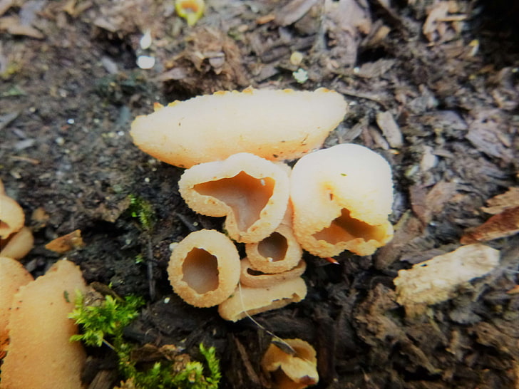 group of beige mushrooms, HD wallpaper