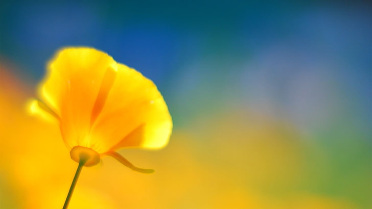 ดอกไม้กลีบดอกสีเหลืองธรรมชาติดอกไม้มาโครดอกไม้สีเหลืองดอกป๊อปปี้, วอลล์เปเปอร์ HD