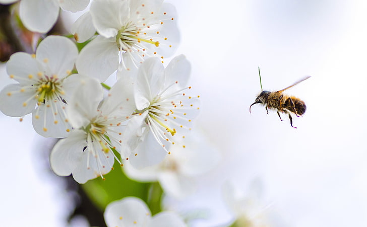 Flying Bee in Action, Animals, Insects, Honey, Nature, Spring, White, Garden, Flowers, Wild, Background, Macro, Insect, Blossom, Isolated, Closeup, bee, Busy, pollen, HD wallpaper